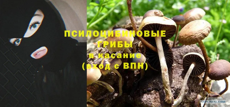 Псилоцибиновые грибы Psilocybine cubensis  Нолинск 